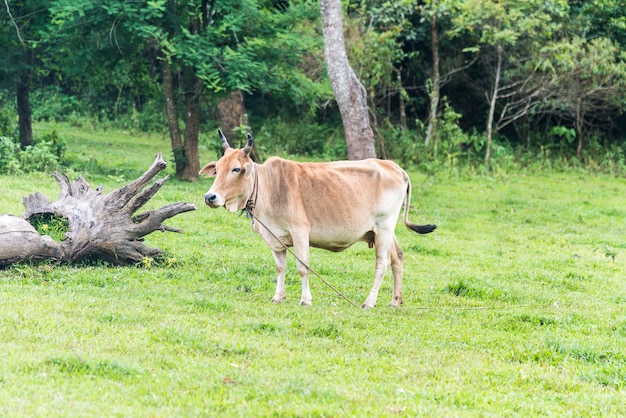 La mucca sta mangiando l'erba nel parco