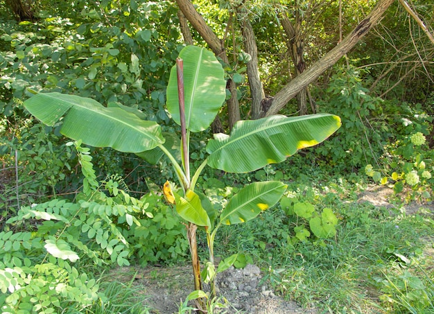 La musa del banano cresce magnificamente nella natura