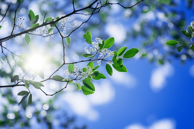 La natura dei rami degli alberi in fiore con la luce del sole sotto il cielo blu