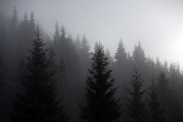 La natura della carta da parati siluetta di un abete nella nebbia