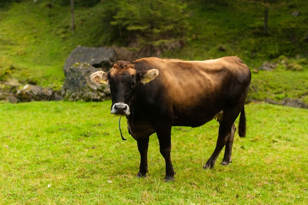 La natura è il suo mondo animale