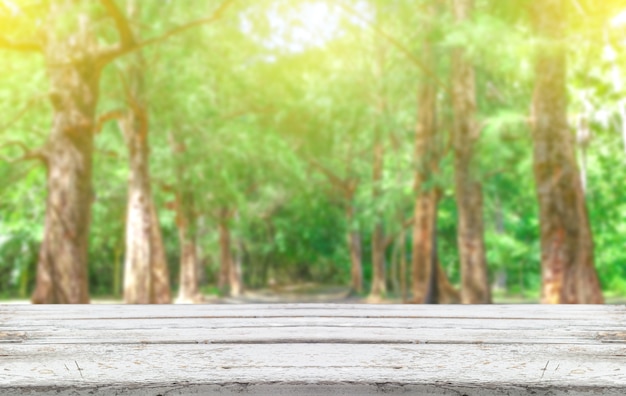 La natura fresca dell&#39;albero verde ha offuscato il fondo