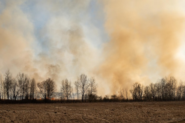 La natura in fiamme nell'aria inquinata primaverile