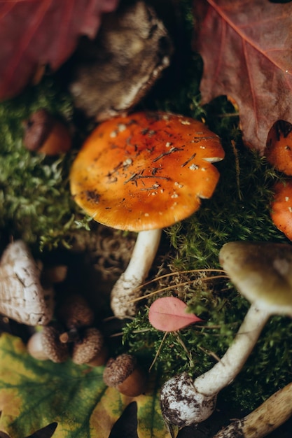 La natura morta dei doni della foresta vola funghi agarici e funghi sul muschio