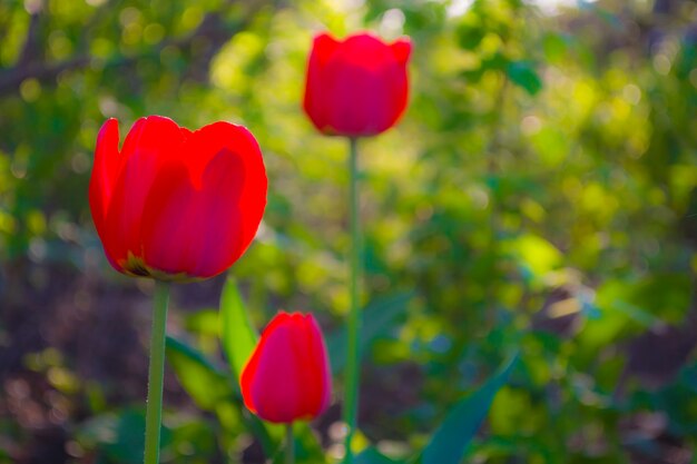 La natura perfetta dei tulipani meravigliosamente colorati