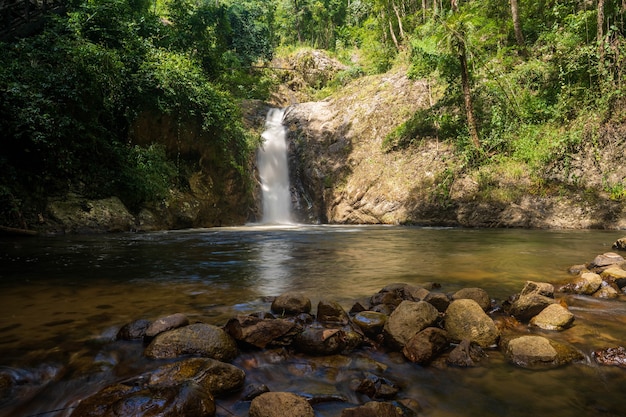 La natura scorre nella foresta di boschi nord della Thailandia