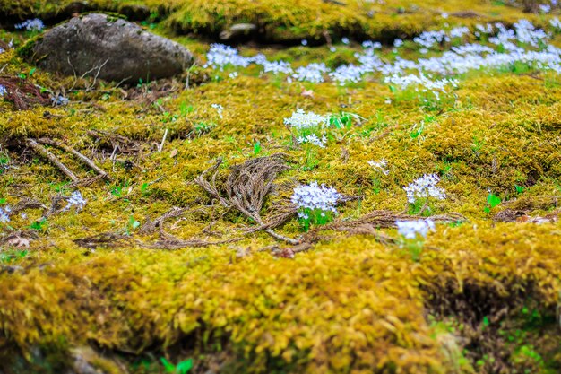 La natura verde e giallo lascia la struttura del pavimento di una pianta forestale tropicale.