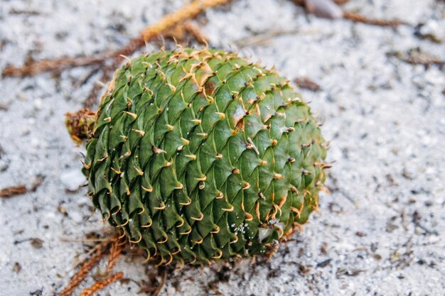 La natura vergine della Nuova Caledonia con i suoi splendidi paesaggi