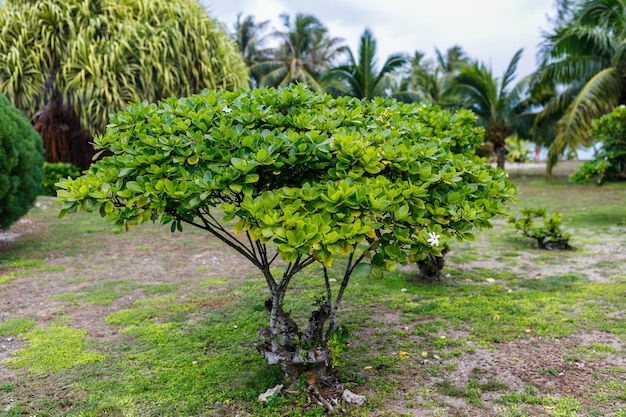 La natura vergine della Polinesia francese con i suoi splendidi paesaggi