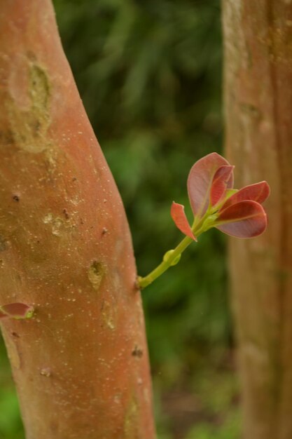 la naturalezza