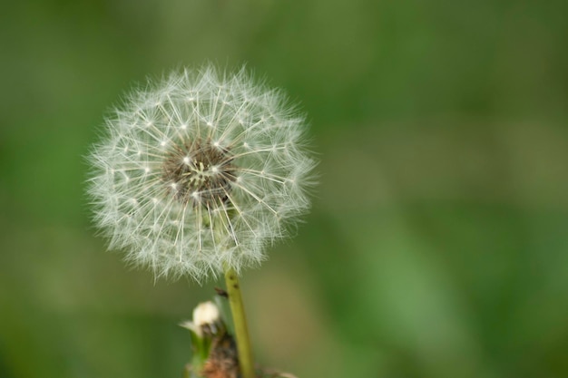 la naturalezza