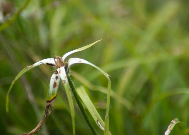 la naturalezza