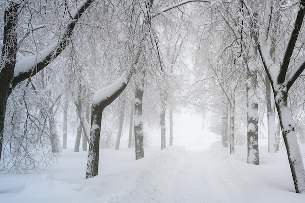 La nebbia mattutina nella foresta e la neve bianca