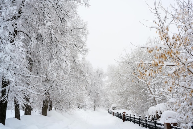 La nebbia mattutina nella foresta e la neve bianca