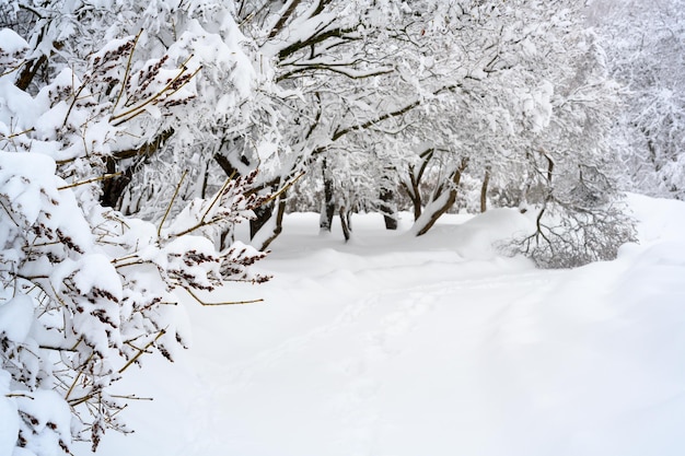 La nebbia mattutina nella foresta e la neve bianca