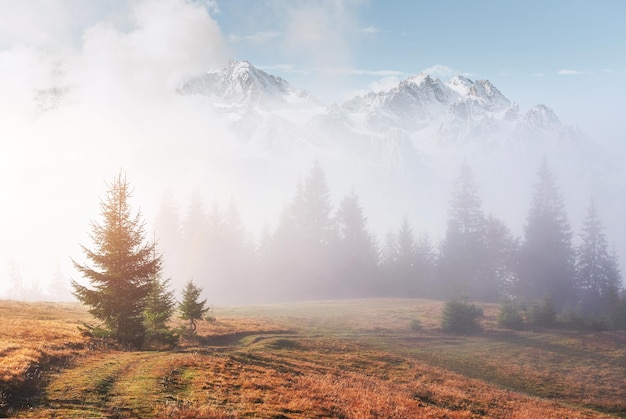 La nebbia mattutina striscia con frammenti sulla foresta di montagna autunnale coperta di foglie d'oro le cime innevate di maestose montagne sullo sfondo