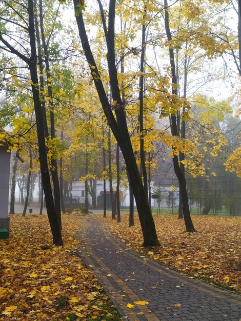 La nebbia nel parco d'autunno