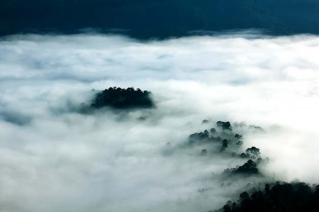 La nebbia quasi sorvegliava la foresta