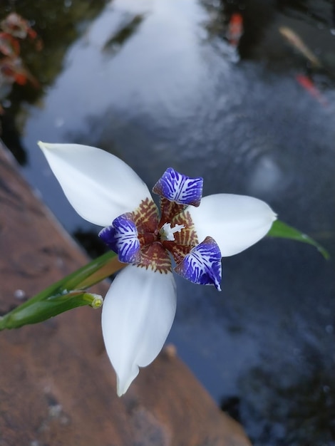 La Neomarica Northiana o Iris Northiana ha fiori molto belli