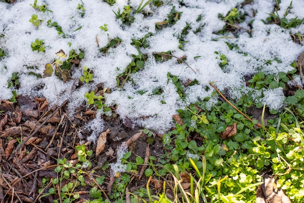 La neve bianca giaceva sulle foglie autunnali e sull'erba verde L'arrivo delle stagioni invernali