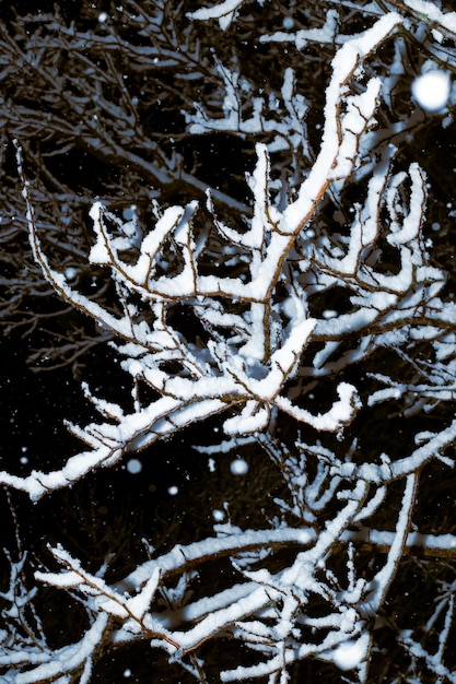 La neve bianca si trova sui rami di un albero in una notte d'inverno Nevicate nella foresta