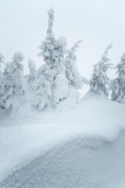 La neve cade nella foresta