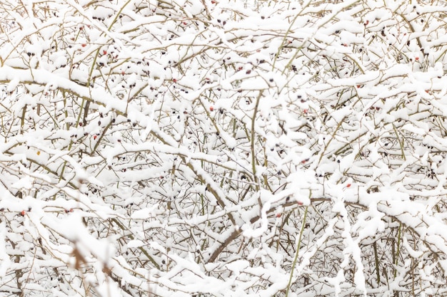 La neve cade sopra la struttura dei rami da vicino