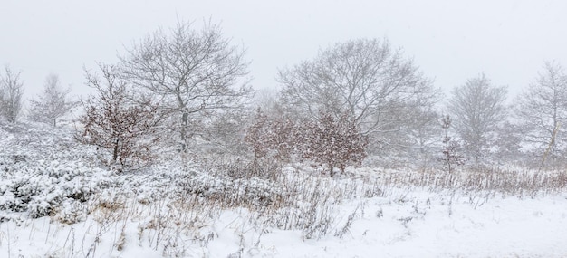La neve copre il paesaggio Yorkshire Regno Unito