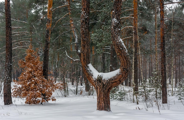 La neve è caduta a terra e sugli alberi. Freddo clima invernale