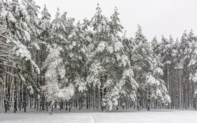 La neve è caduta a terra e sugli alberi. Freddo clima invernale