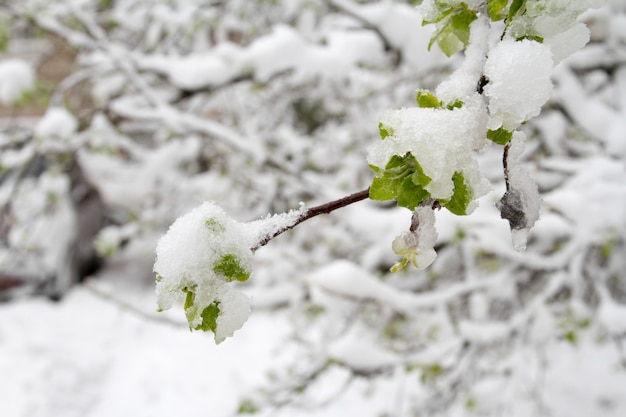 La neve è caduta bruscamente in primavera.