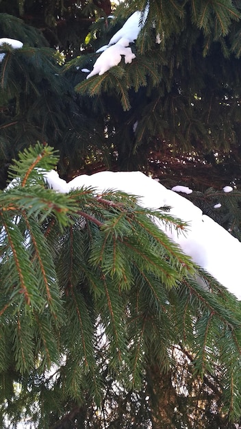 La neve giace sui rami di un abete verde