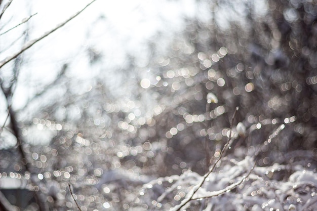 La neve invernale ha sfocato lo sfondo nelle nevicate del parco cittadino nei rami degli alberi della foresta e nei cespugli ricoperti di neve