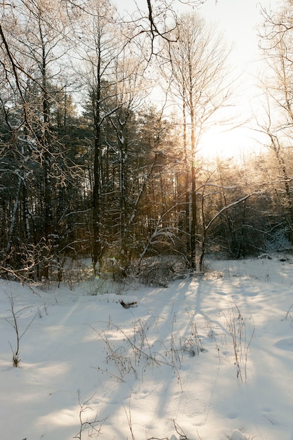 La neve si accumula nella stagione invernale, una grande quantità di precipitazioni in inverno