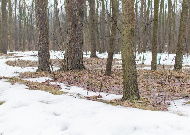 La neve si scioglie nella foresta