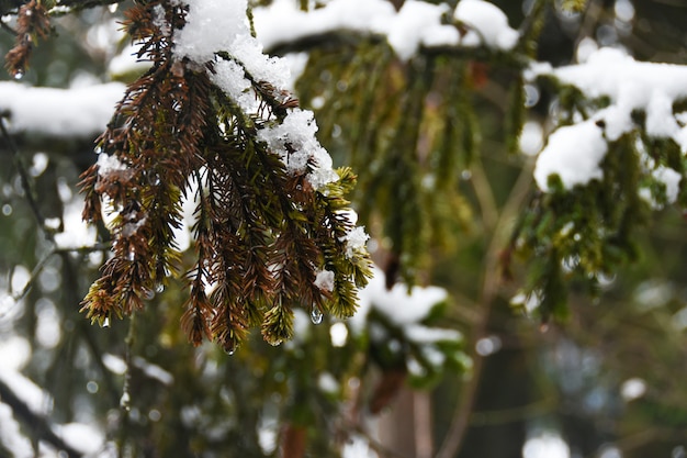 La neve si scioglie sul ramo dell&#39;albero di Natale