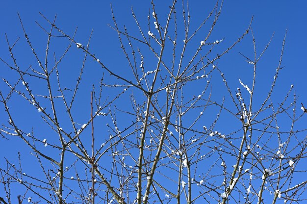 La neve sui rami si scioglie con il tempo soleggiato. Foto di alta qualità