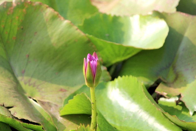 La ninfea fiorisce nel lago