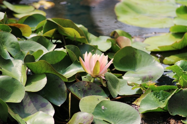 La ninfea fiorisce nel lago