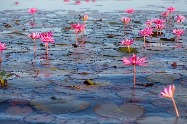 La ninfea rosa con i fiori porpora fiorisce sul fondo del lago