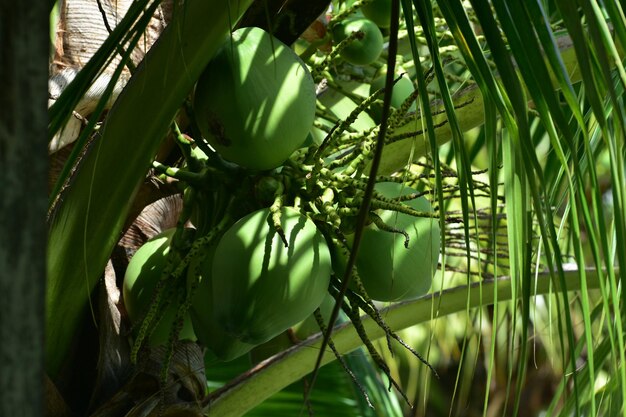 La noce di cocco è una noce di cocco sull'albero