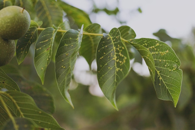 La noce verde cresce su un albero