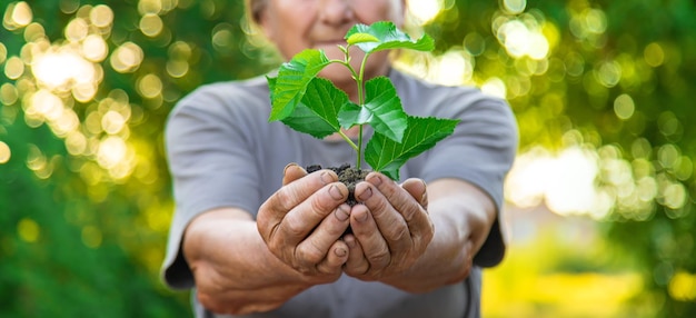 La nonna sta piantando un albero nel giardino Messa a fuoco selettiva