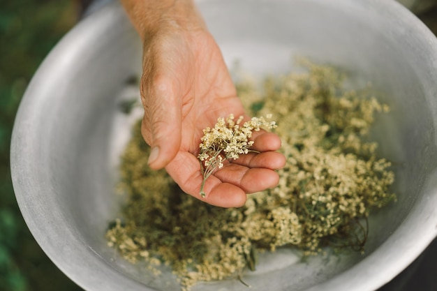 La nonna tiene in mano grappoli di fiori secchi sambuco nero Sambucus nigra Medicina alternativa