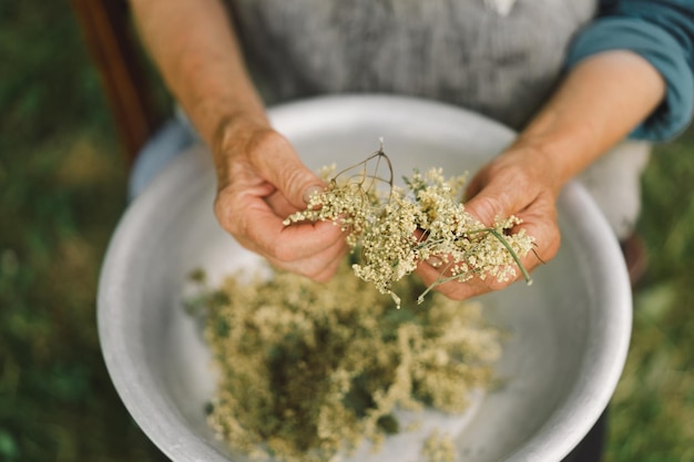 La nonna tiene in mano grappoli di fiori secchi sambuco nero Sambucus nigra Medicina alternativa