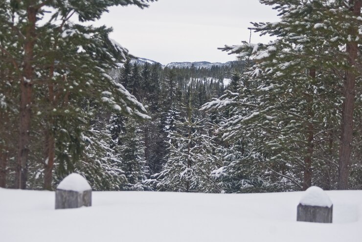 Foto la norvegia abbellisce le montagne della foresta