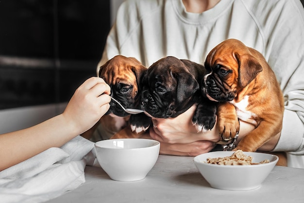 La padrona di casa di un animale domestico tiene in braccio tre piccoli simpatici cuccioli durante la colazione e li nutre