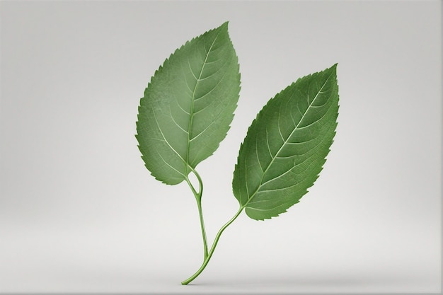 La palette vibrante della natura 3D Le foglie verdi animano una superficie bianca