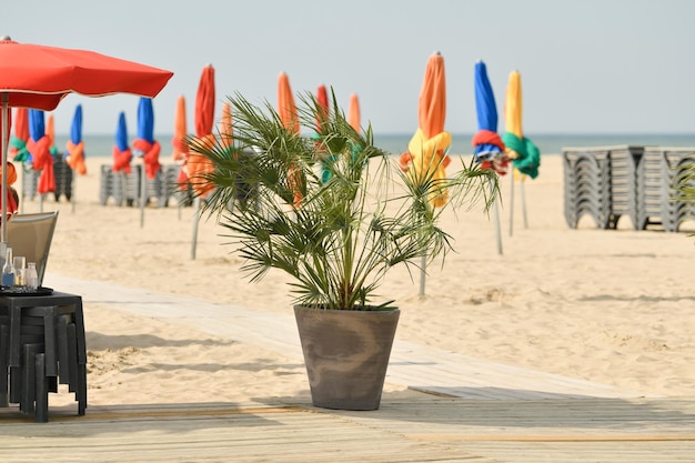 La palma areca e i tipici ombrelloni colorati su una spiaggia