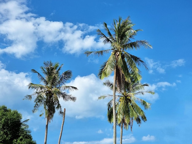 La palma da cocco sulle nuvole sullo sfondo del cielo blu